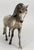 Andalusian Mare, Dapple Grey (sale for charity)