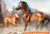Mesteno & Andalusian Foal ~ Shaman & Yuma - Walmart SR (sale for charity)