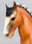 Clydesdale Stallion, Golden Bay (Buckskin) (sale for charity)
