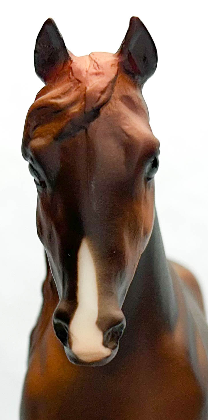 El Pastor, Paso Fino - Liver Chestnut (sale for charity)