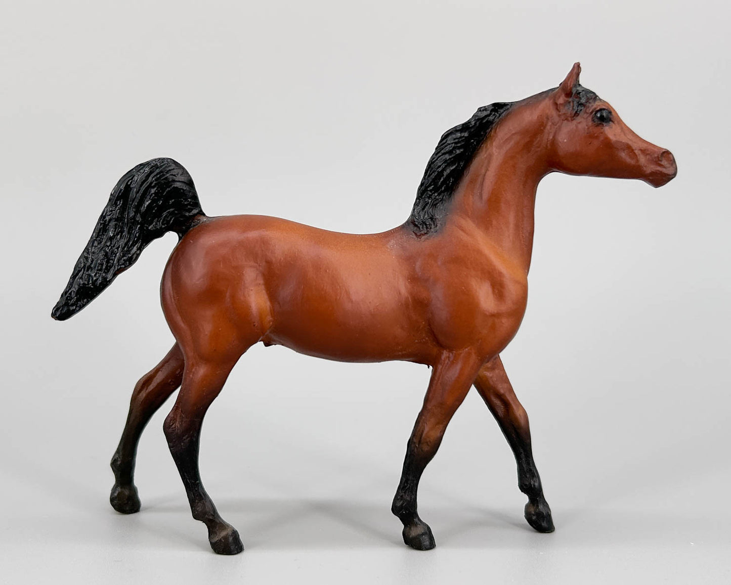 Arabian Stallion, Bay (sale for charity)
