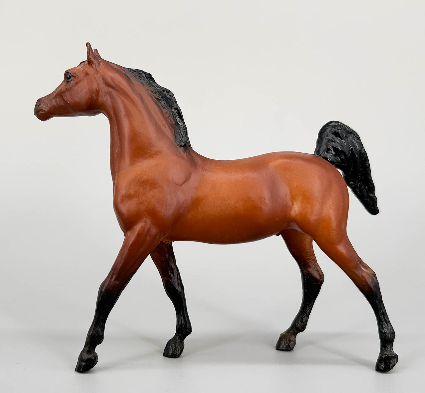 Arabian Stallion, Bay (sale for charity)