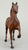 Morgan Stallion, Chestnut (Body) (sale for charity)
