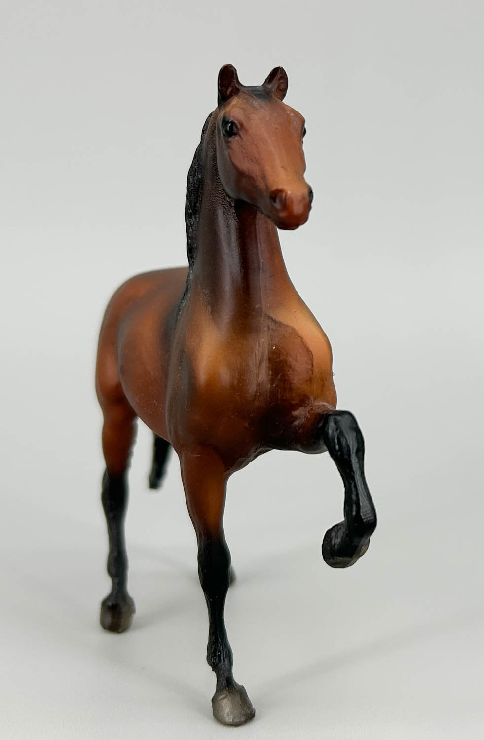 Morgan Stallion, Shaded Bay - 1988 JCP SR (sale for charity)