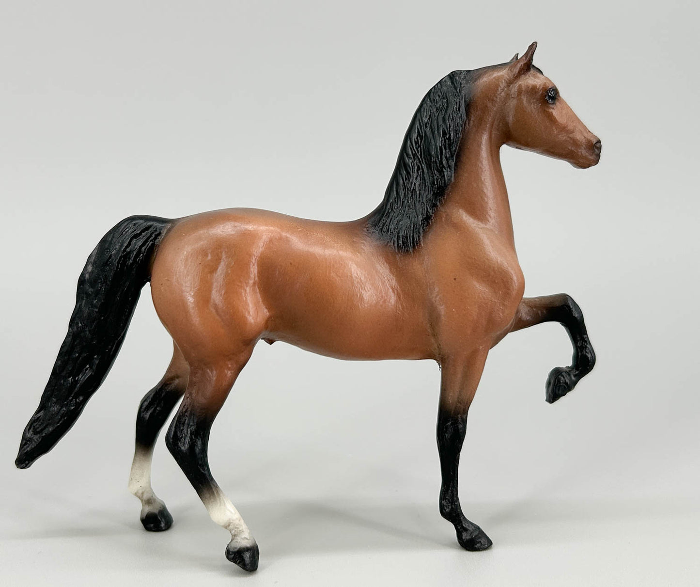 Morgan Stallion, Light Bay - JCP SR (sale for charity)