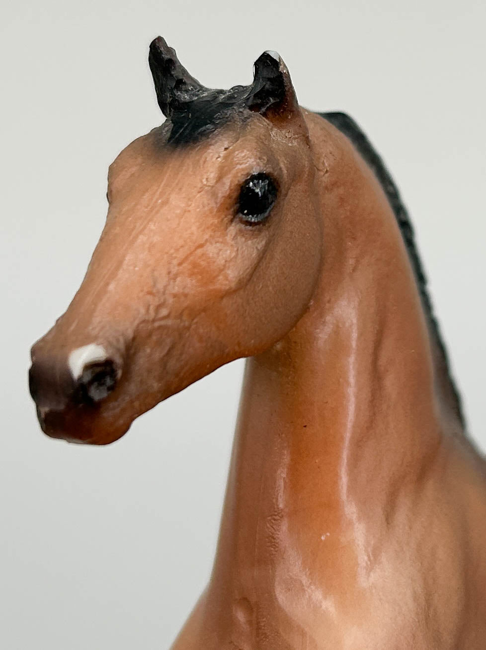 Morgan Stallion, Light Bay - JCP SR (sale for charity)