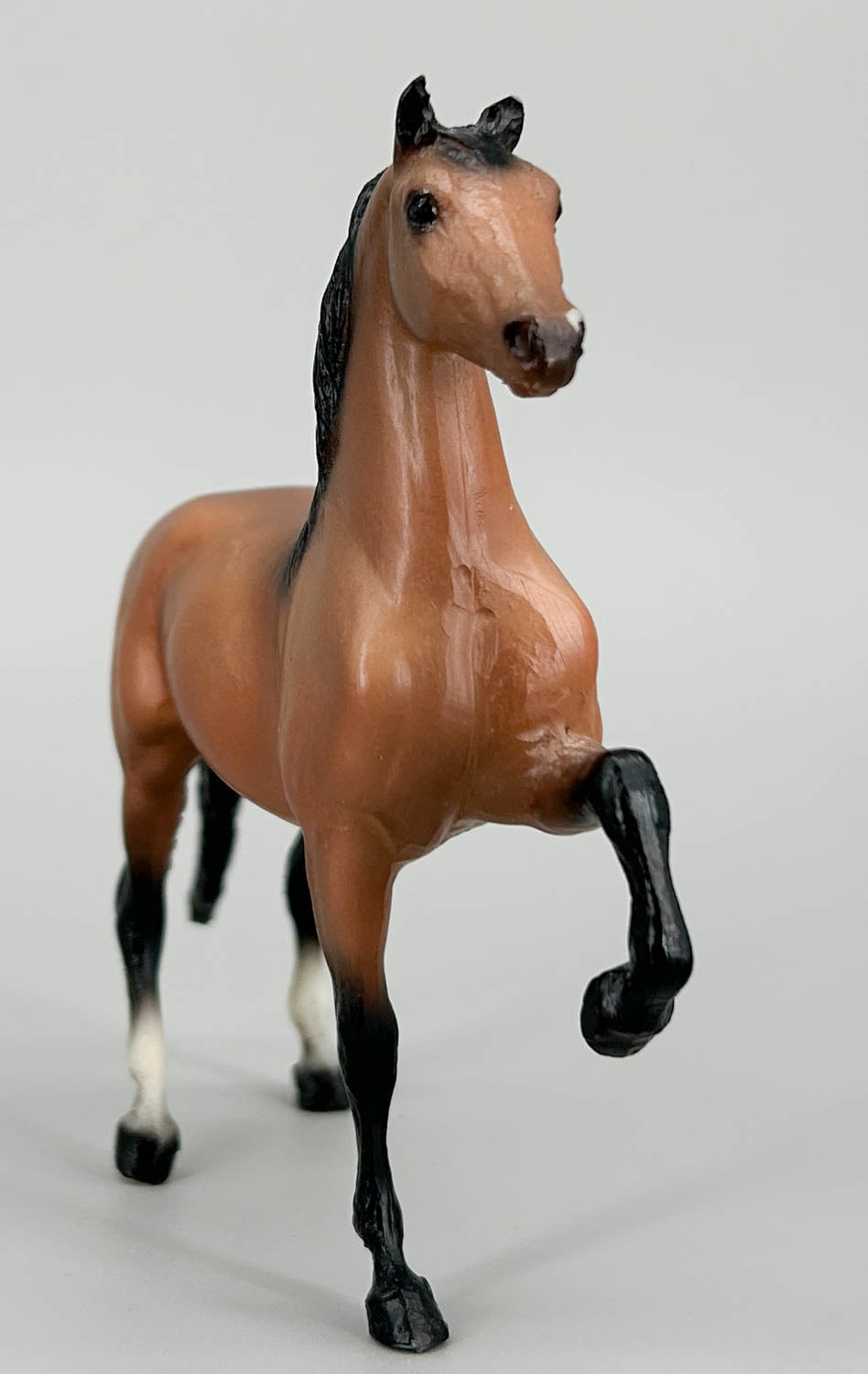 Morgan Stallion, Light Bay - JCP SR (sale for charity)