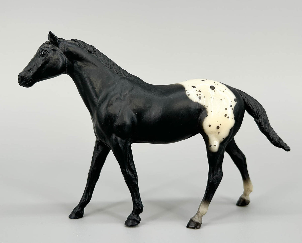 Quarter Horse Stallion, Black Appaloosa (sale for charity)
