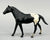Quarter Horse Stallion, Black Appaloosa (sale for charity)