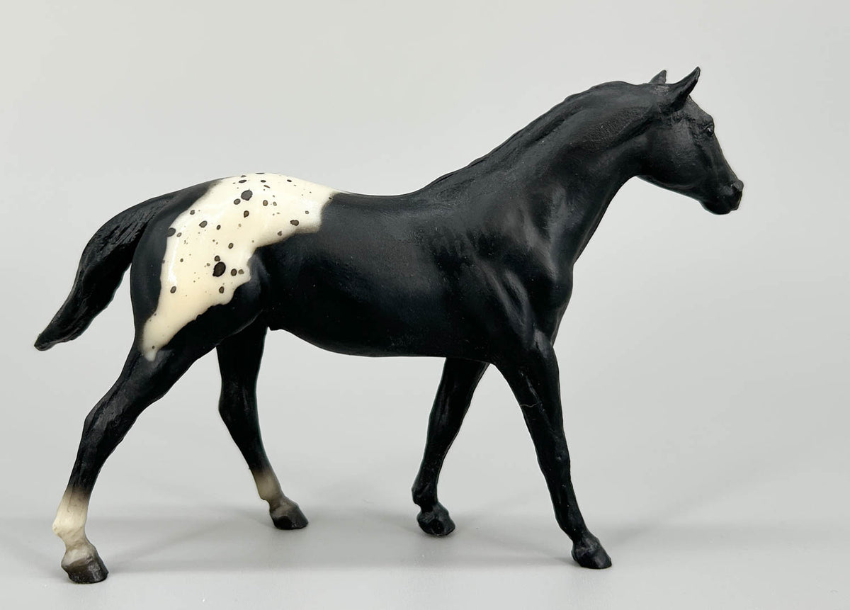 Quarter Horse Stallion, Black Appaloosa (sale for charity)