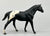 Quarter Horse Stallion, Black Appaloosa (sale for charity)