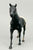 Quarter Horse Stallion, Black Appaloosa (sale for charity)