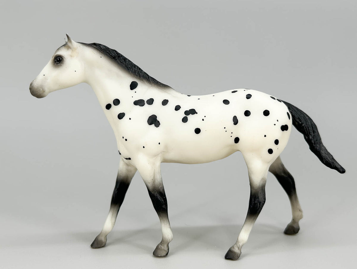 Quarter Horse, Black Leopard Appaloosa - JCP SR (sale for charity)