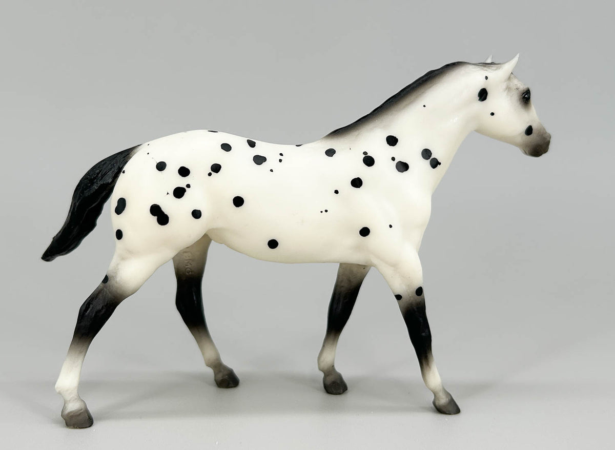 Quarter Horse, Black Leopard Appaloosa - JCP SR (sale for charity)