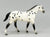 Quarter Horse, Black Leopard Appaloosa - JCP SR (sale for charity)