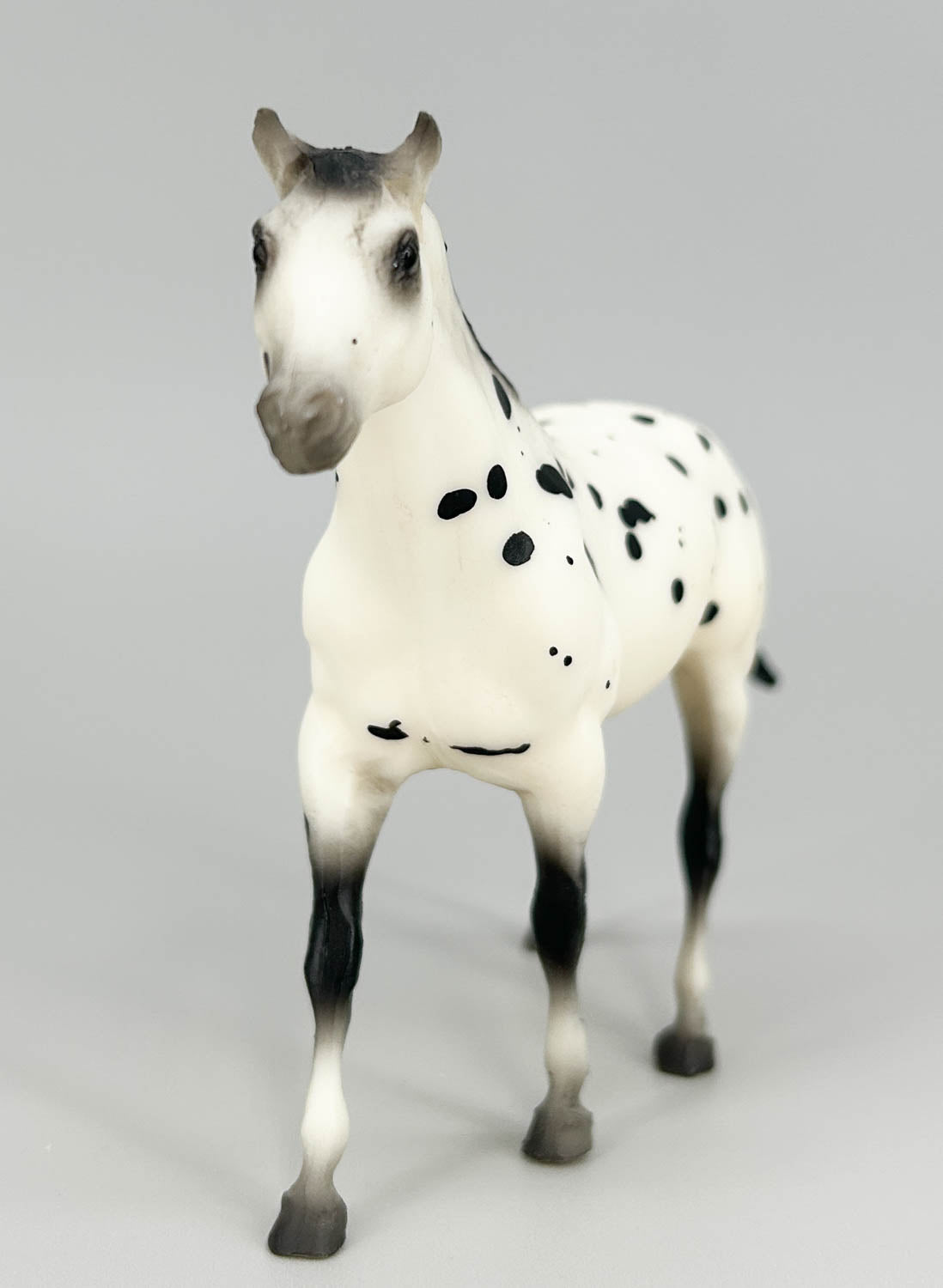 Quarter Horse, Black Leopard Appaloosa - JCP SR (sale for charity)