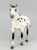 Quarter Horse, Black Leopard Appaloosa - JCP SR (sale for charity)