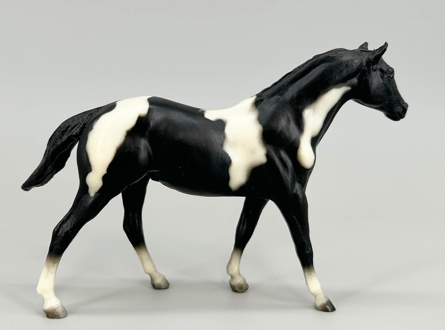 Quarter Horse Stallion, Black Pinto (sale for charity)