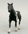 Quarter Horse Stallion, Black Pinto (sale for charity)