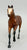 Thoroughbred Stallion, Bay - 1988 JCP SR (sale for charity)
