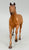 Thoroughbred Stallion, Chestnut (body)(sale for charity)