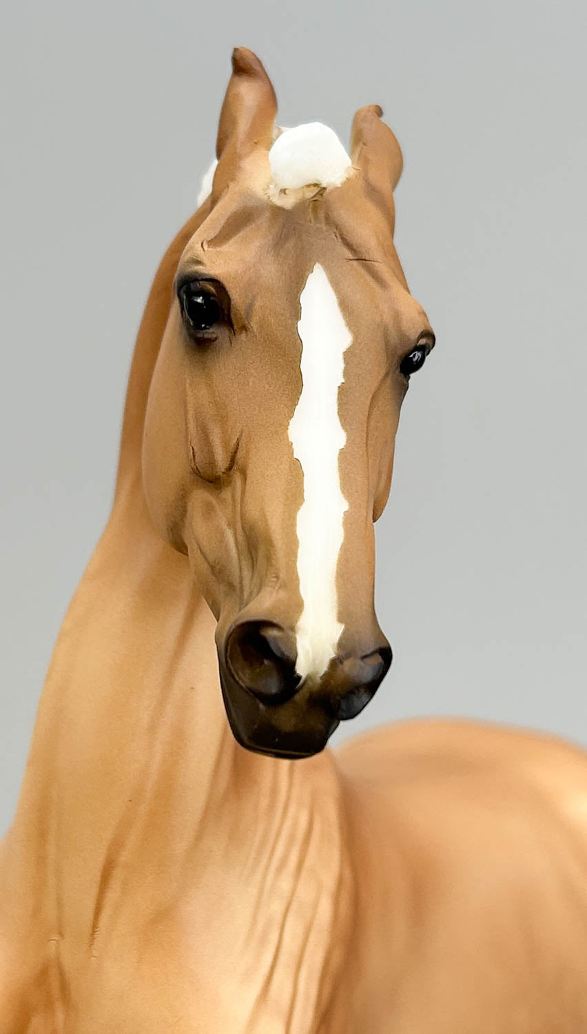 Marwari, Palomino (sale for charity)