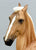 Marwari, Palomino (sale for charity)