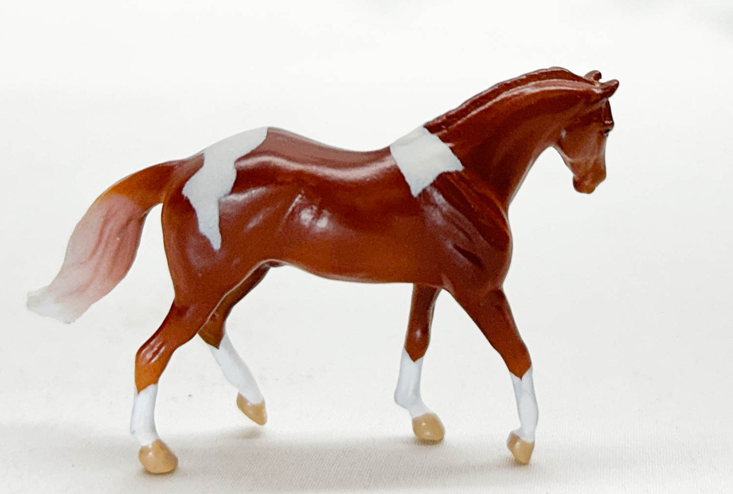 Stock Horse Gelding ~ Ronnie (sale for charity)