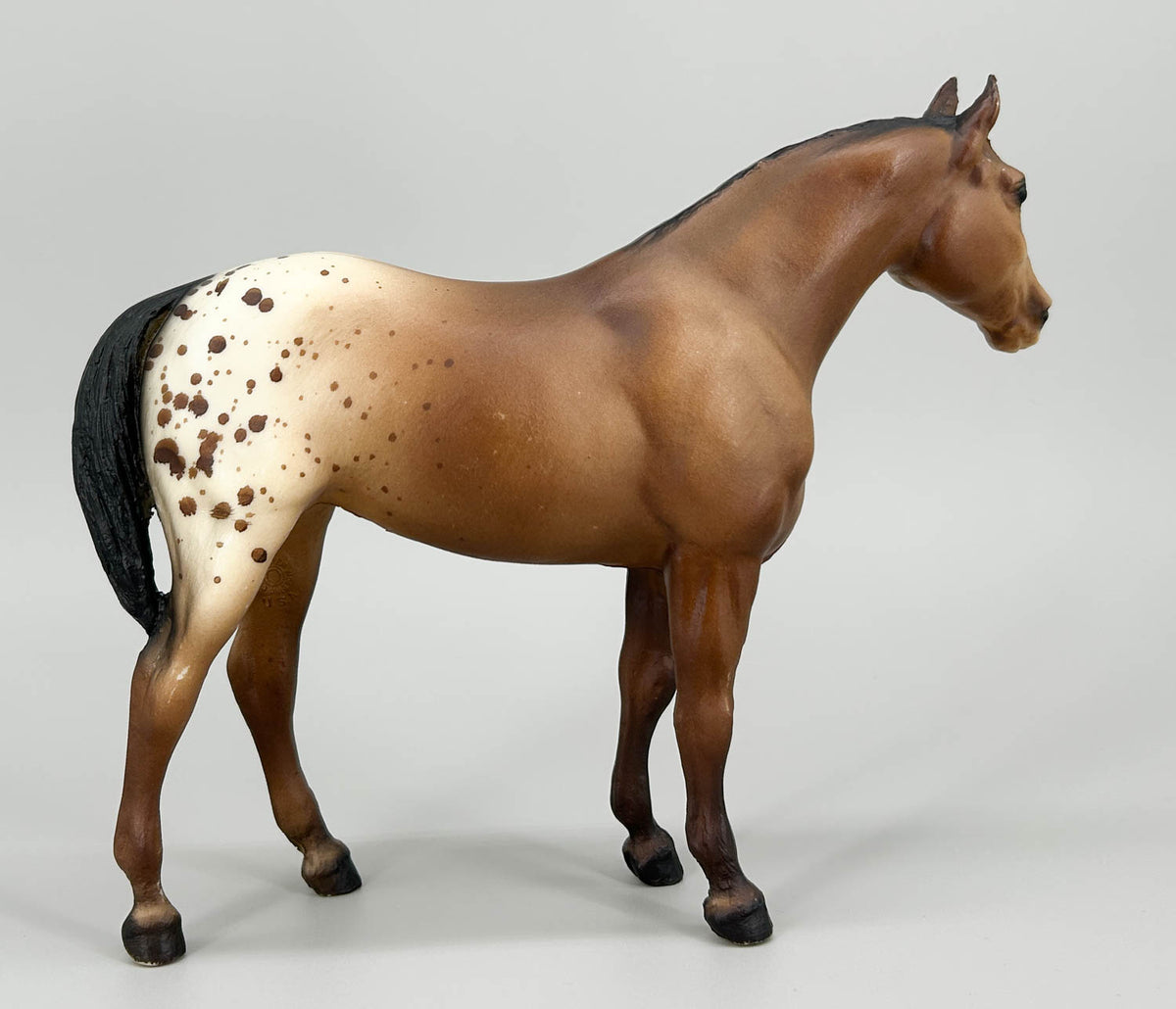 Quarter Horse Yearling, Sandy Bay Appaloosa (sale for charity)