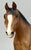 Quarter Horse Yearling, Sandy Bay Appaloosa (sale for charity)