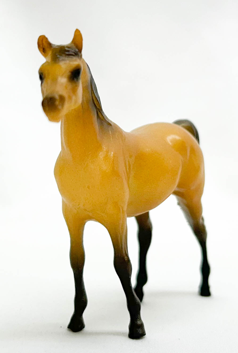 Arabian Stallion, Buckskin (sale for charity)