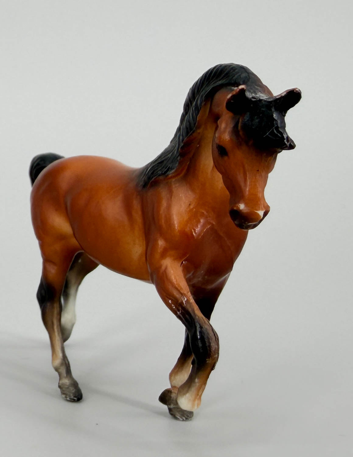 Morgan Stallion, Bay - No Mold Mark (sale for charity)