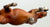 Morgan Stallion, Bay - No Mold Mark (sale for charity)