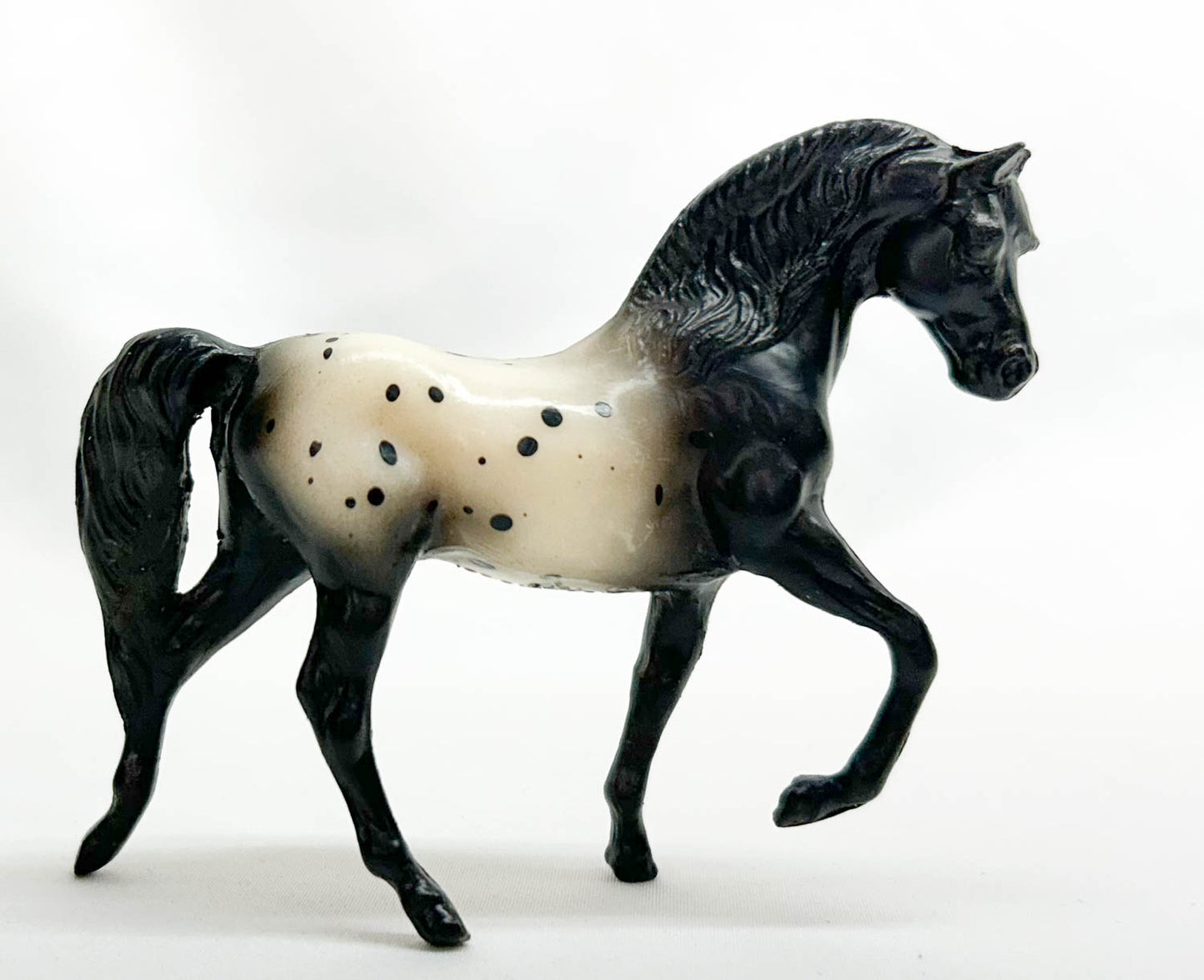 Morgan Stallion, Black Appaloosa - Sears SR (sale for charity)