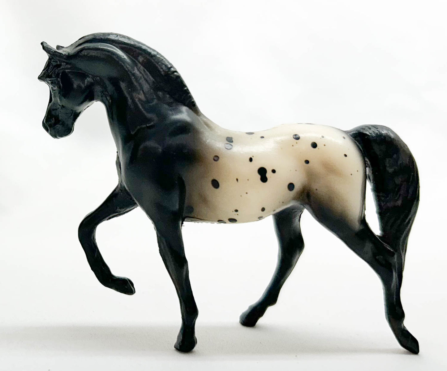 Morgan Stallion, Black Appaloosa - Sears SR (sale for charity)