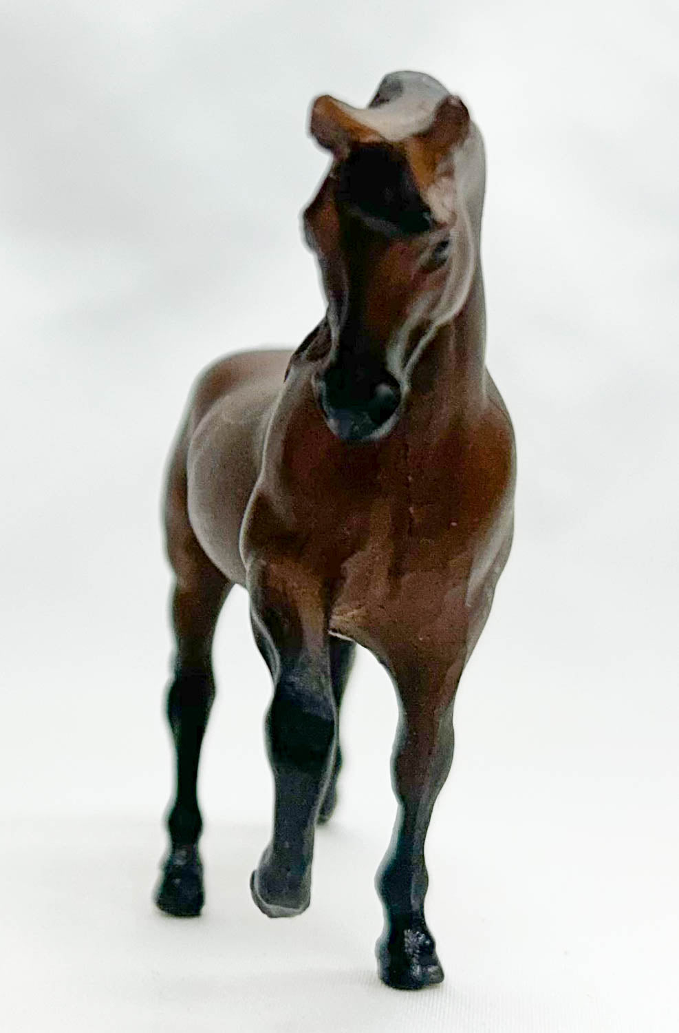 Morgan Stallion, Seal Bay - Sears SR (sale for charity)