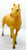 Quarter Horse Stallion, Palomino (sale for charity)
