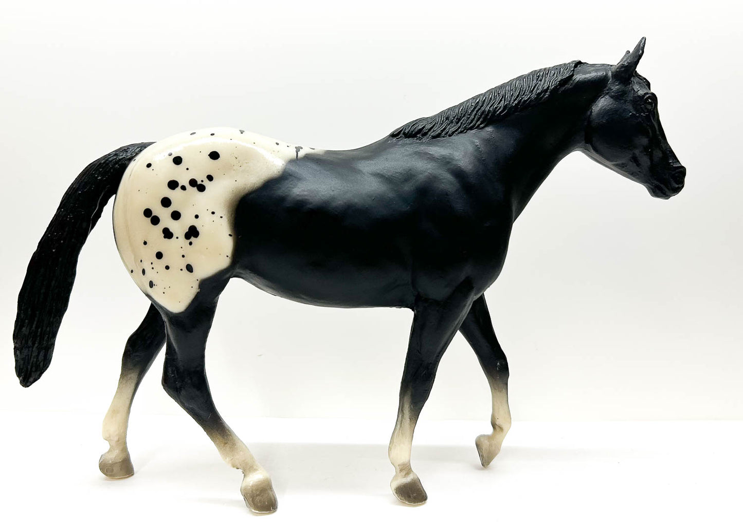 Stock Horse Mare, Black Appaloosa (sale for charity)