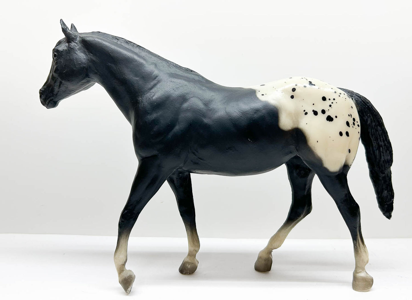 Stock Horse Mare, Black Appaloosa (sale for charity)