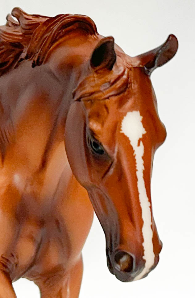 Australian Stock Horse ~ Hal - BreyerFest 2019