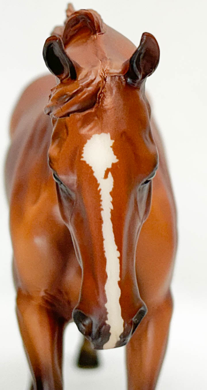 Australian Stock Horse ~ Hal - BreyerFest 2019