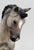 Big Ben ~ Stormchaser - 2001 Breyer Tour Model