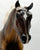 Black Beauty ~ Sporthorse, Liver Chestnut - Warehouse Find