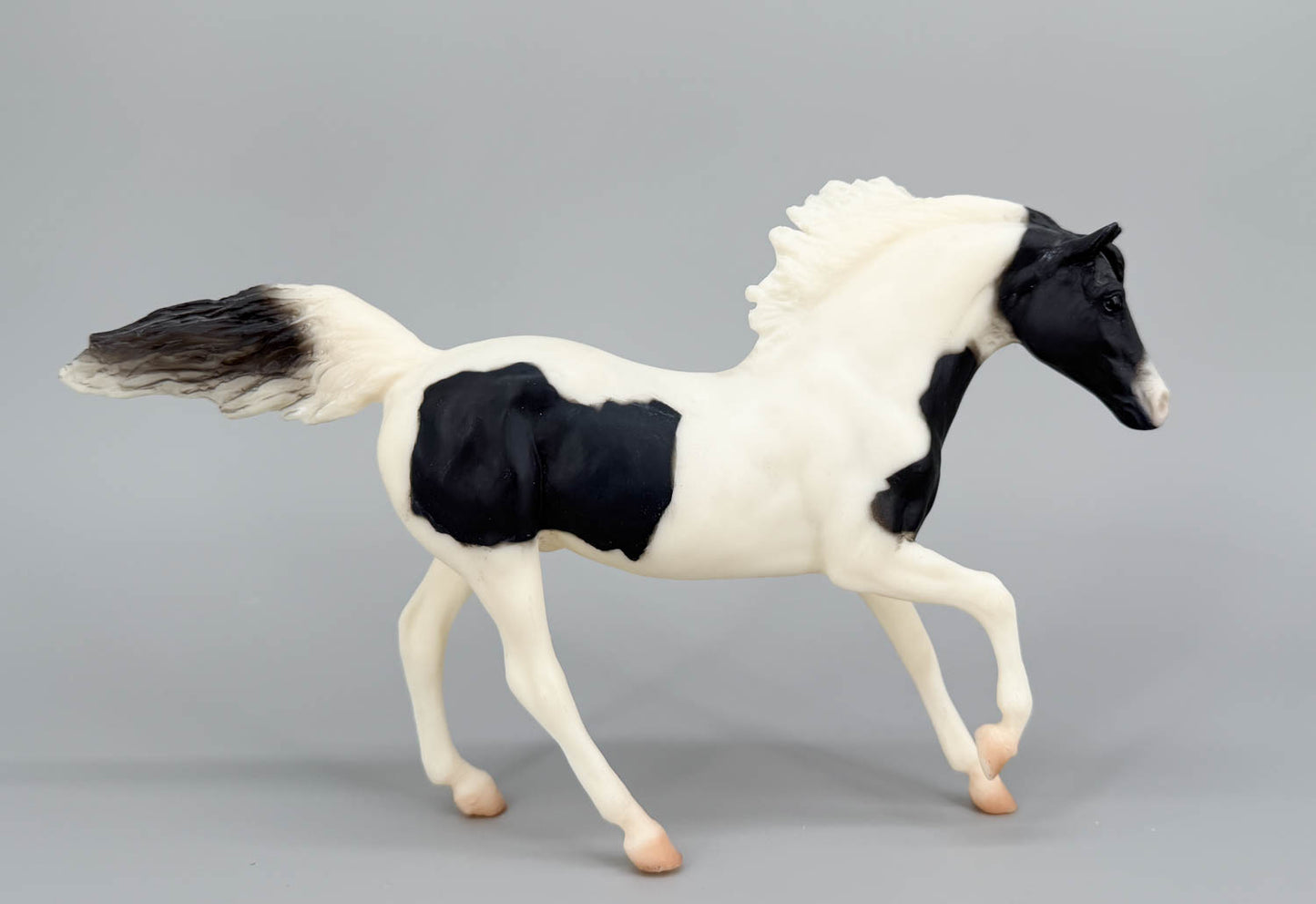Andalusian Stallion, Black Pinto
