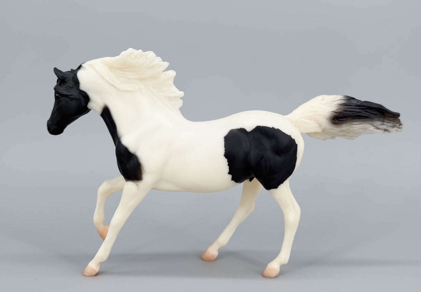 Andalusian Stallion, Black Pinto