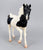 Andalusian Stallion, Black Pinto