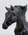 Andalusian Stallion ~ Flicka