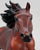 American Quarter Horse Stallion ~ Poco Bueno - Walmart SR