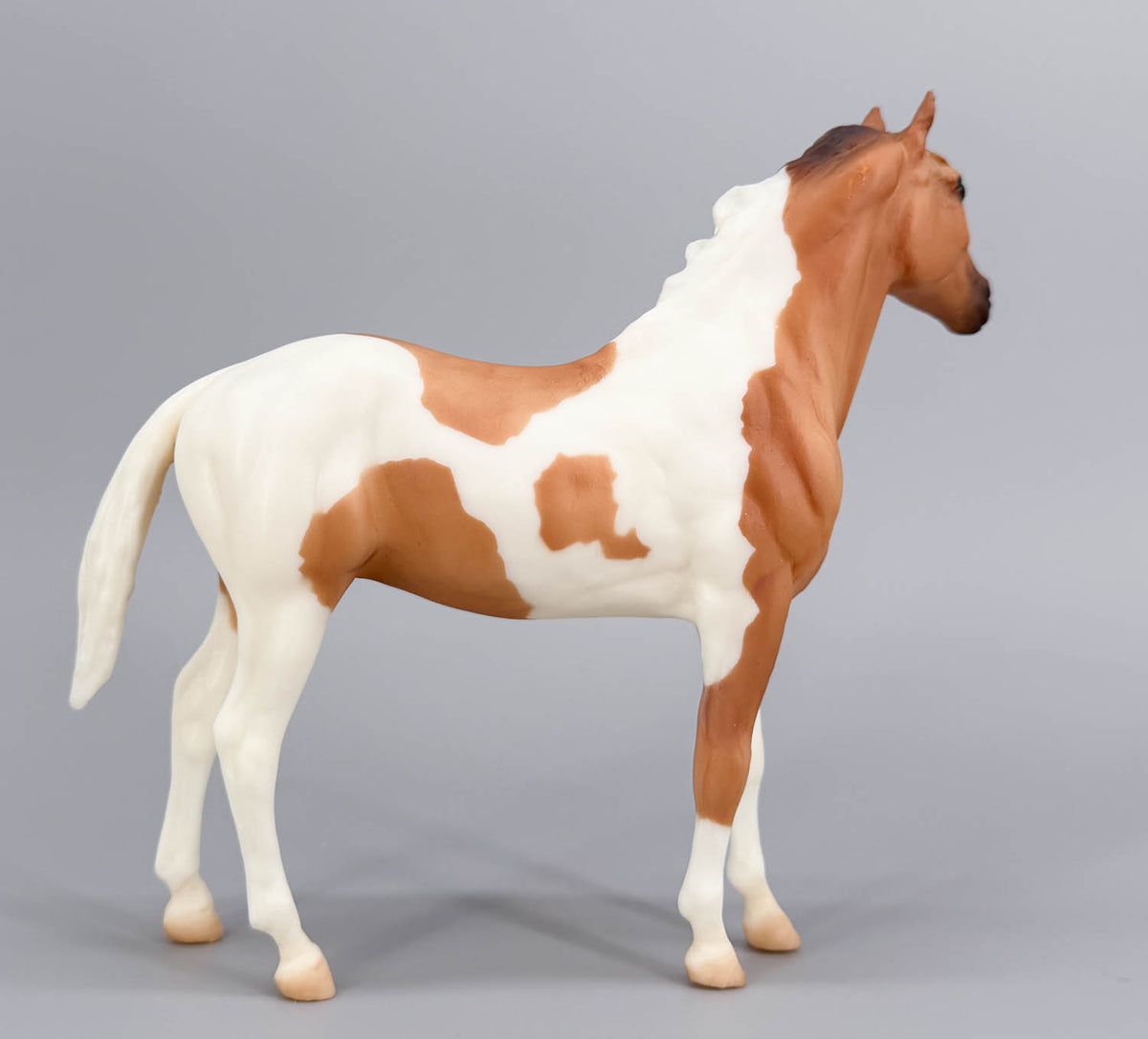 Duchess ~ Cheyenne - 2003 Walmart SR