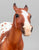 Polo Pony ~ Santino, Chestnut Appaloosa - Web Special